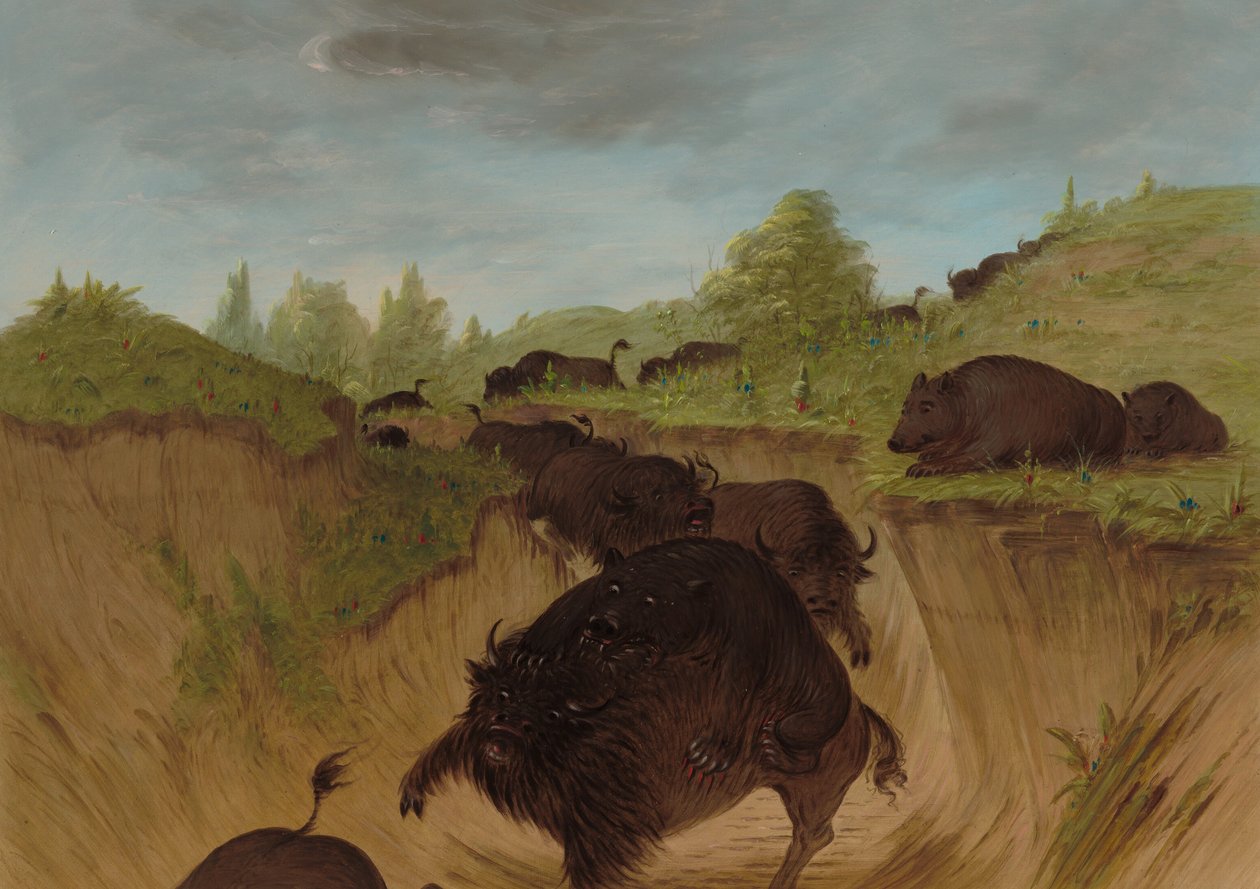 Grizzly Bears támadó bivaly, 18611869. alkotó: George Catlin