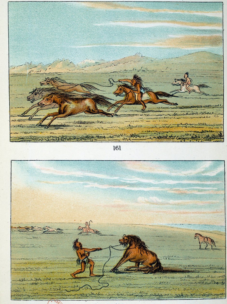 Amerika indiánjai: hogyan kell elkapni a vadlovakat. Illusztráció: George Catlin (1794-1872) alkotó: George Catlin