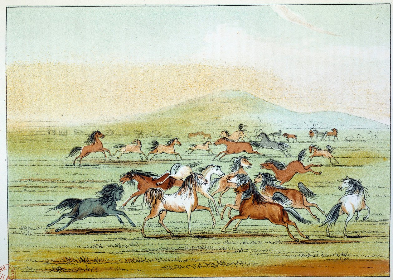 Amerika indiánjai: indiánok által vadászott vadlovak. Illusztráció: George Catlin (1794-1872) alkotó: George Catlin