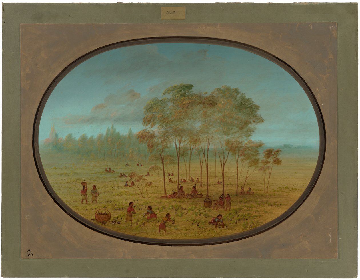 Kiowa indiánok vadszőlőt gyűjtenek alkotó: George Catlin