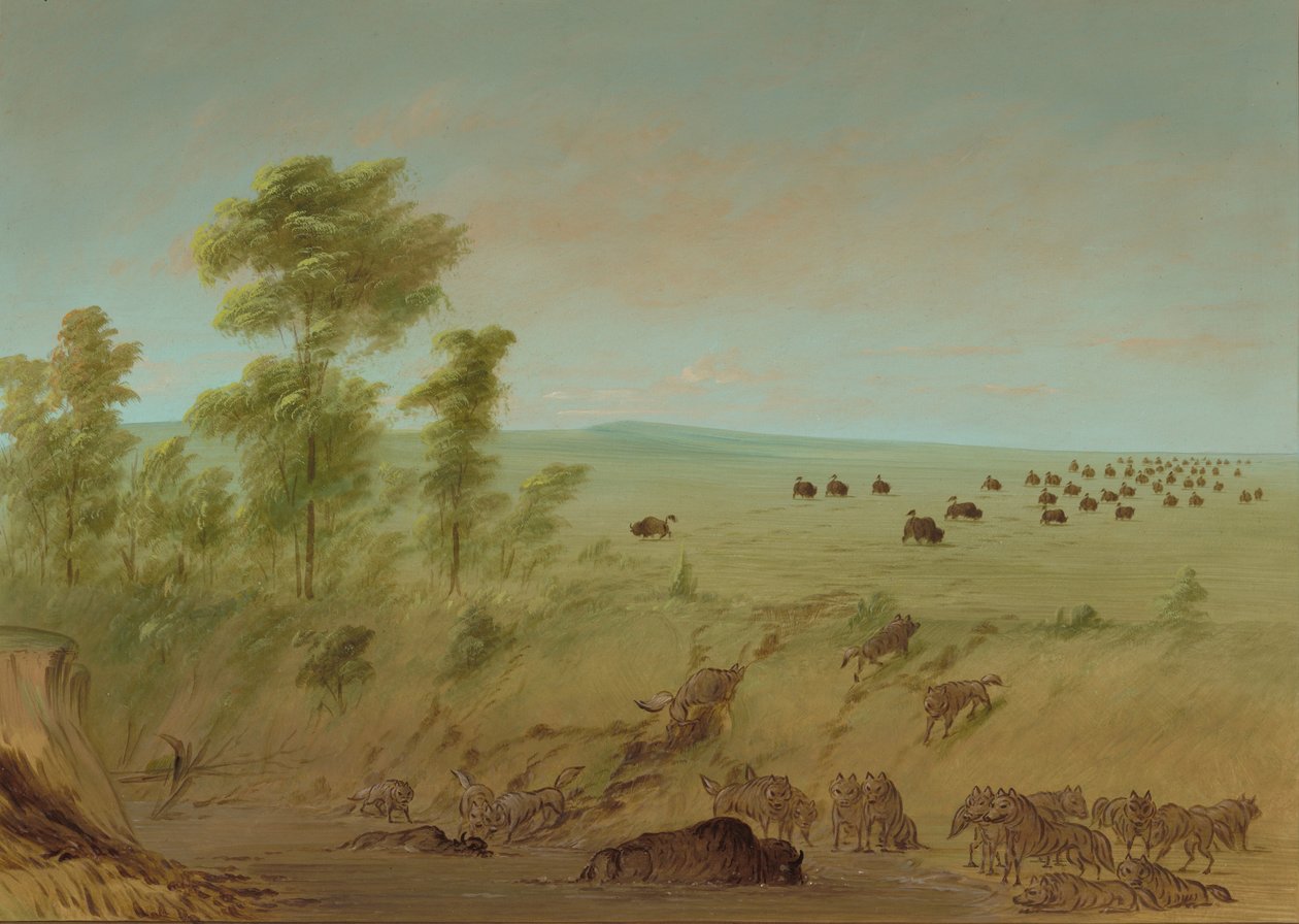 Viharos bivaly és farkasok, 18611869. alkotó: George Catlin