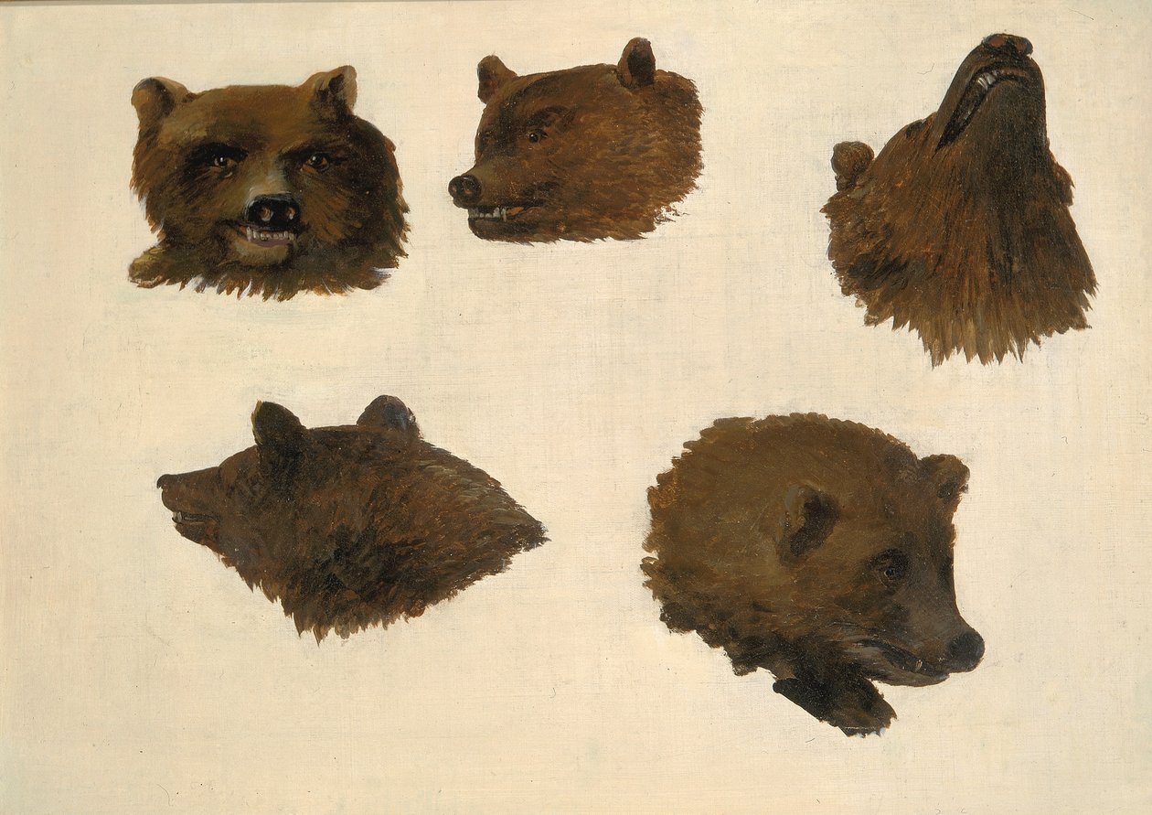 Két grizzly medve portréi, az életből alkotó: George Catlin