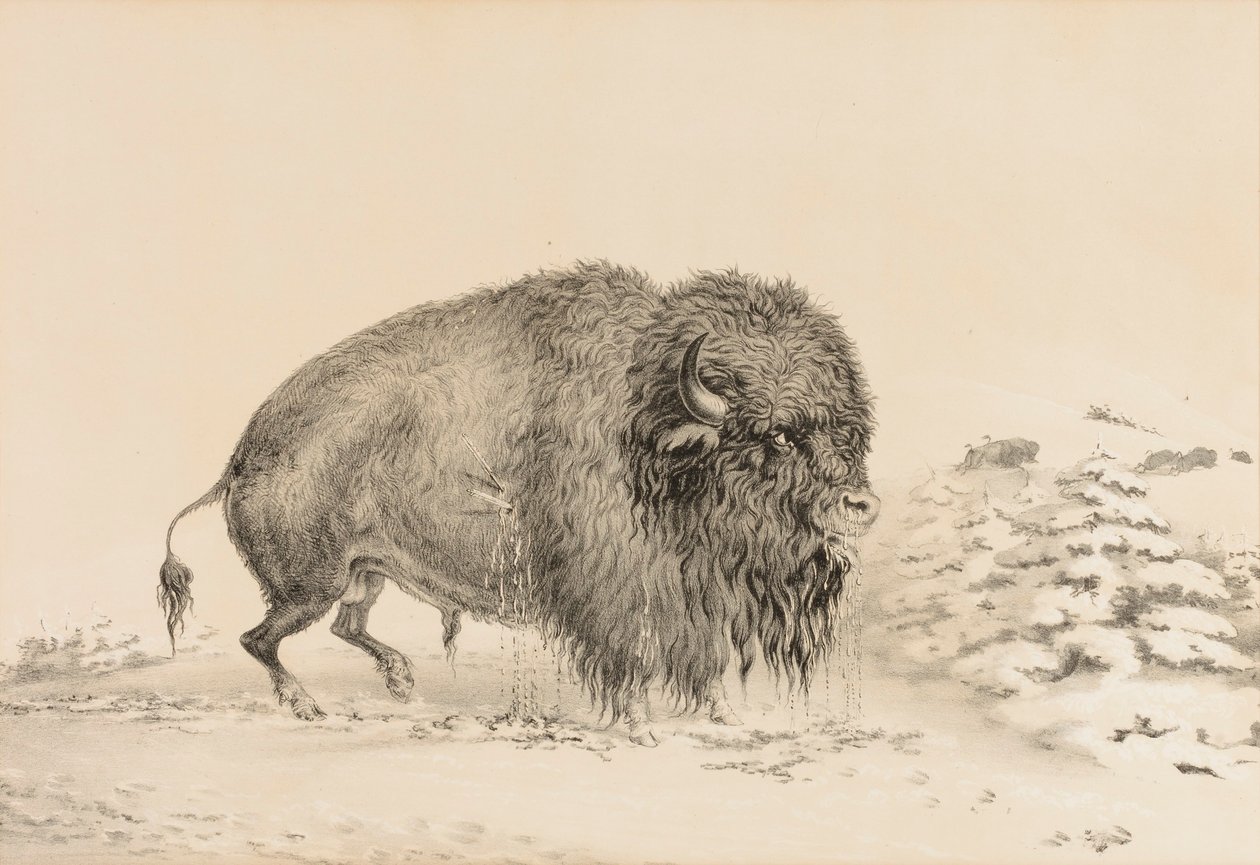 Súlyosan sebesült bölény - 16. sz. alkotó: George Catlin