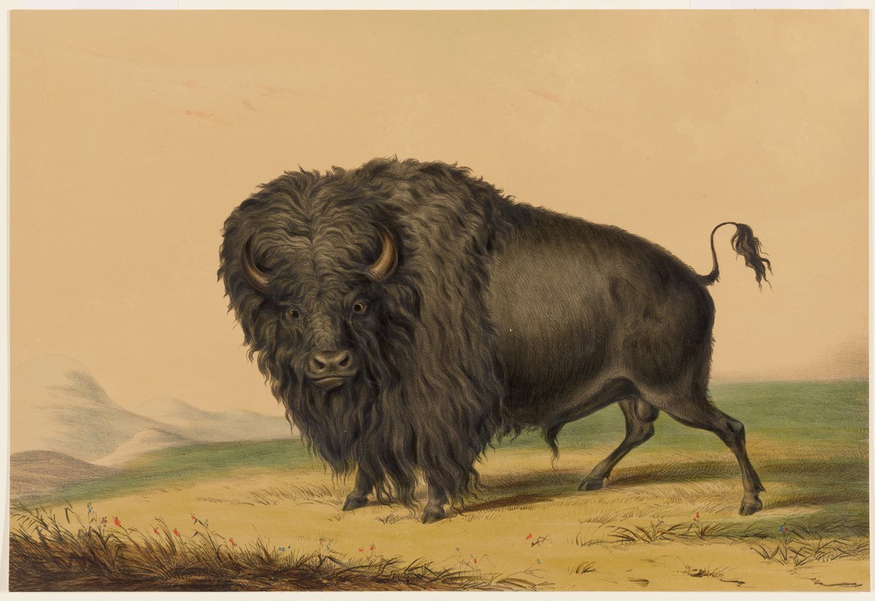 Az amerikai bölény alkotó: George Catlin