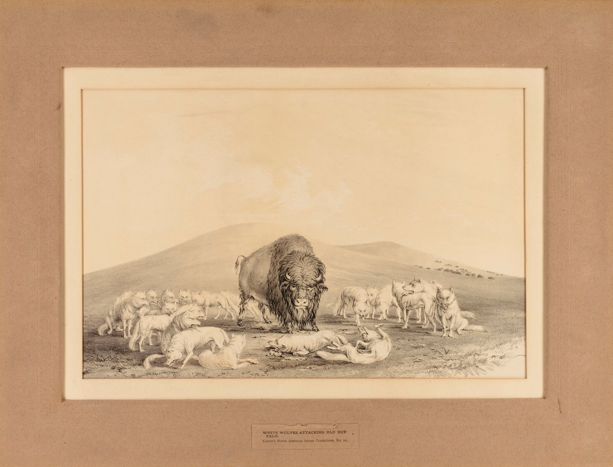 Fehér farkasok támadása az öreg bölényre--no. 10. alkotó: George Catlin