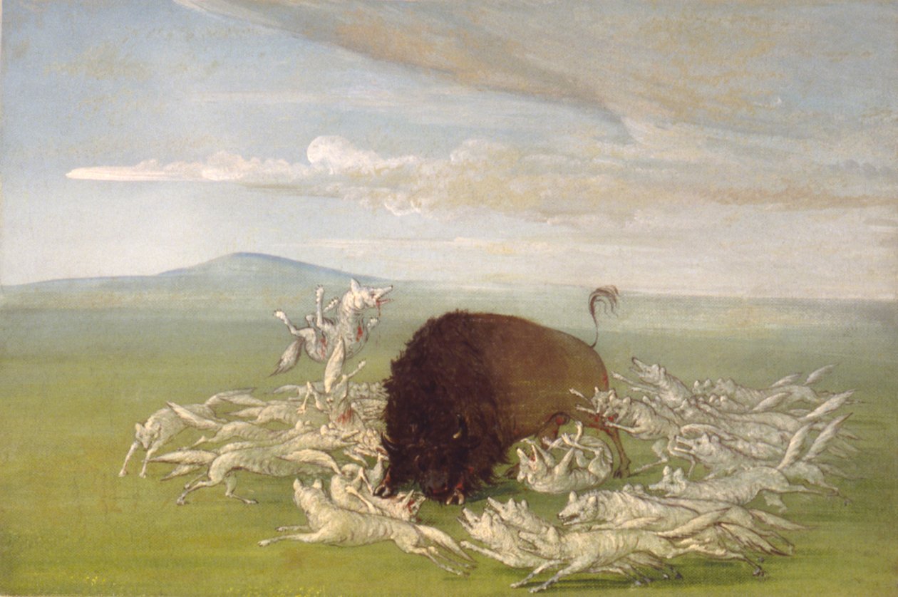 Fehér farkasok támadása egy bölénybika ellen alkotó: George Catlin