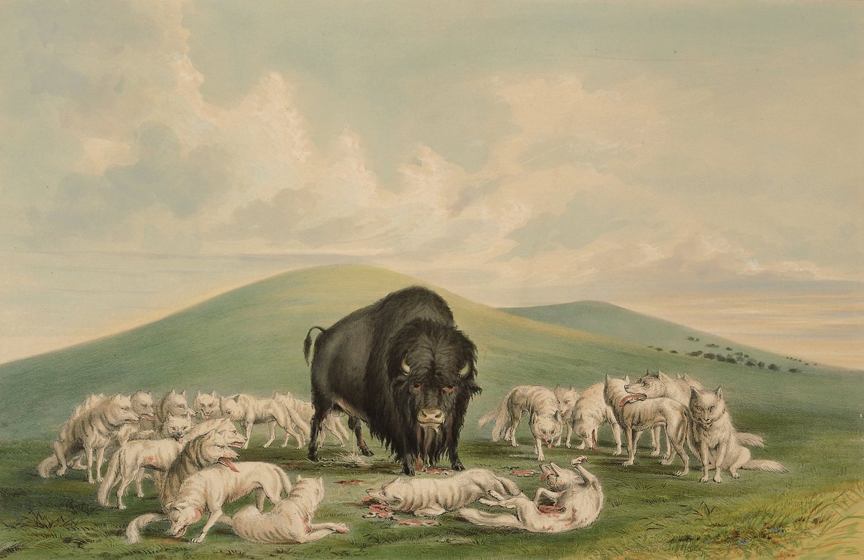 Fehér farkasok támadnak egy bölénybikára alkotó: George Catlin