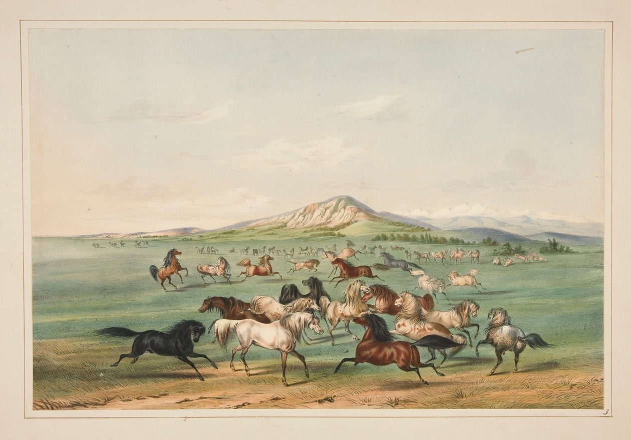 Wild Horses At Play, pl. 3 az észak-amerikai indiánok portfóliójából alkotó: George Catlin