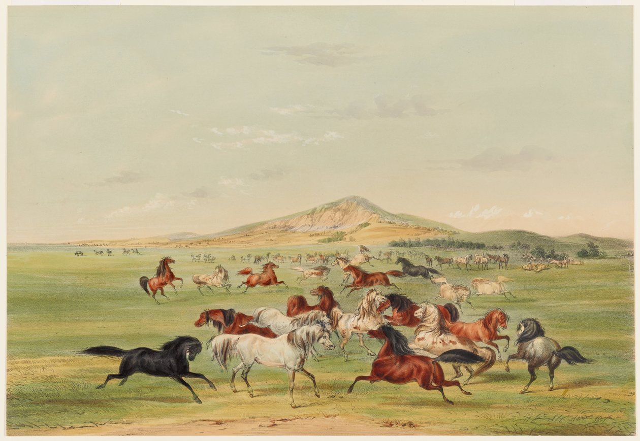 Játszó vadlovak alkotó: George Catlin