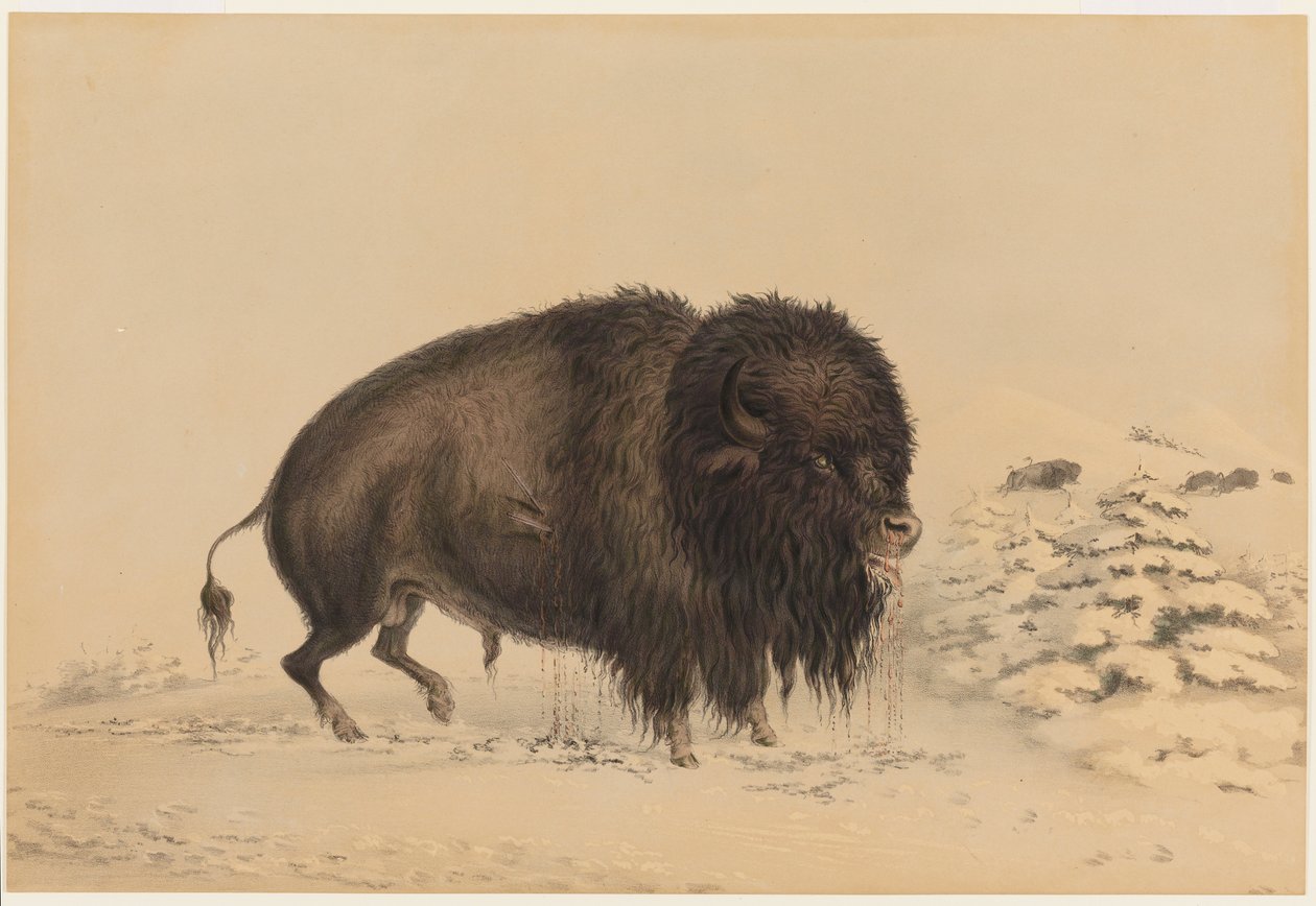 Sebesült bölénybika alkotó: George Catlin