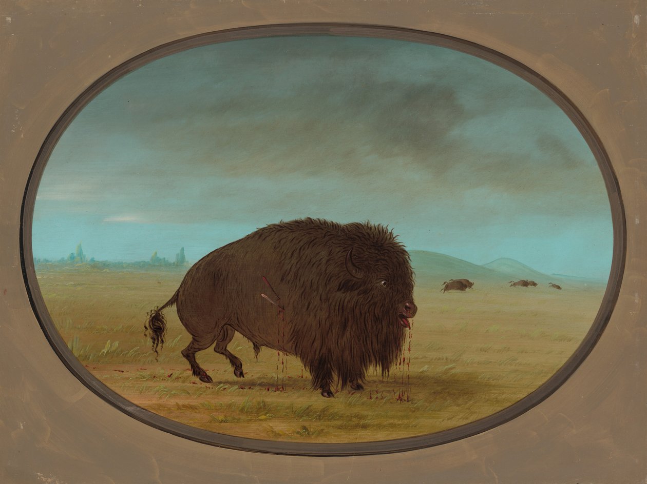 Sebesült Buffalo Bull, 18611869. alkotó: George Catlin