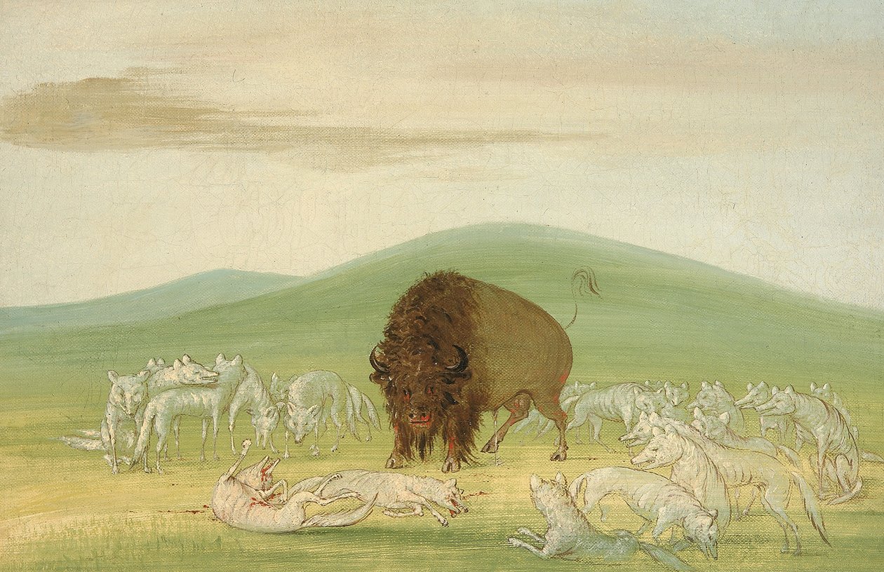 Fehér farkasok által körülvett sebesült bölénybika alkotó: George Catlin