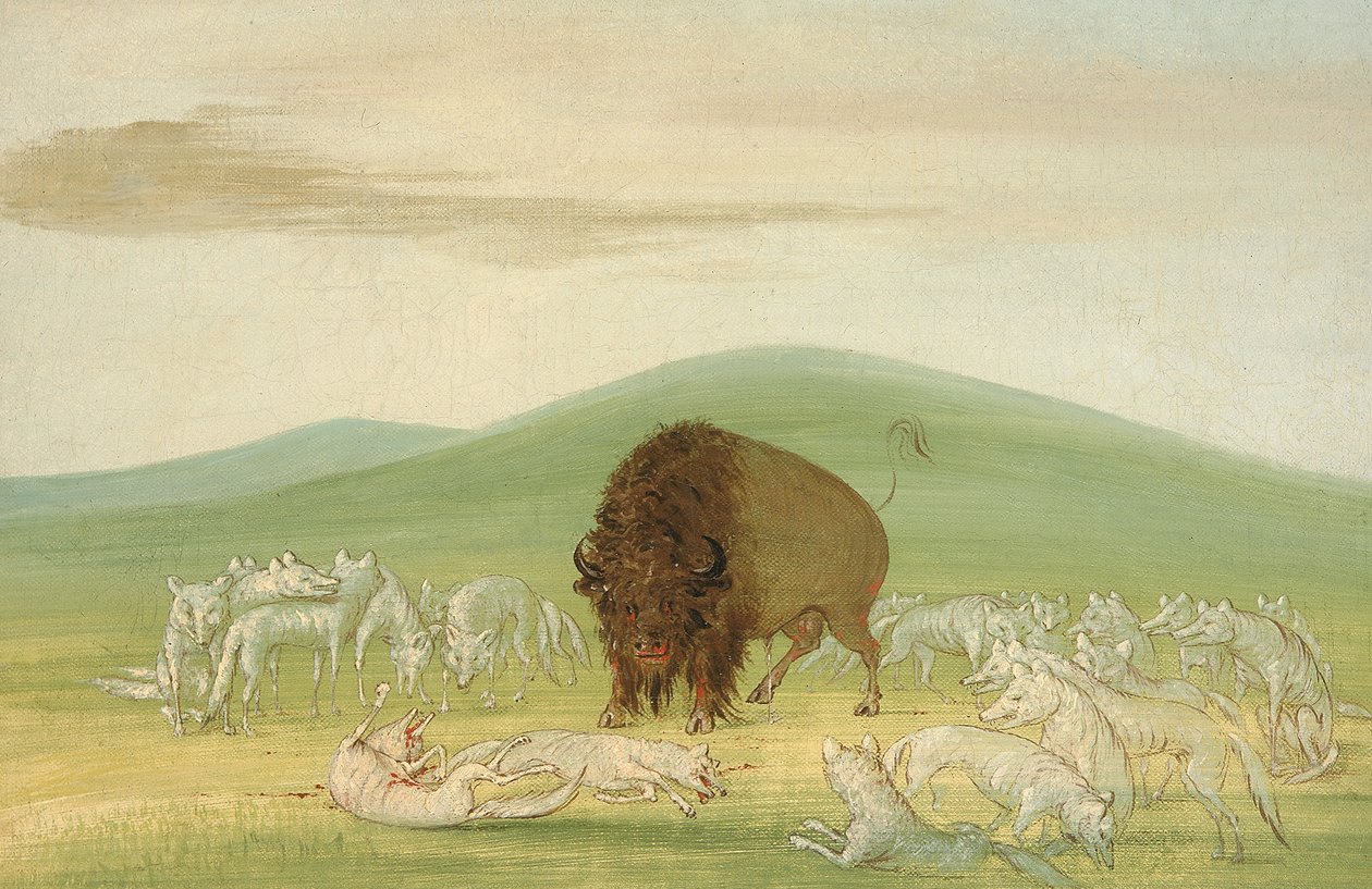 Sebzett bivalybika fehér farkasokkal körülvéve, 1832-1833. alkotó: George Catlin