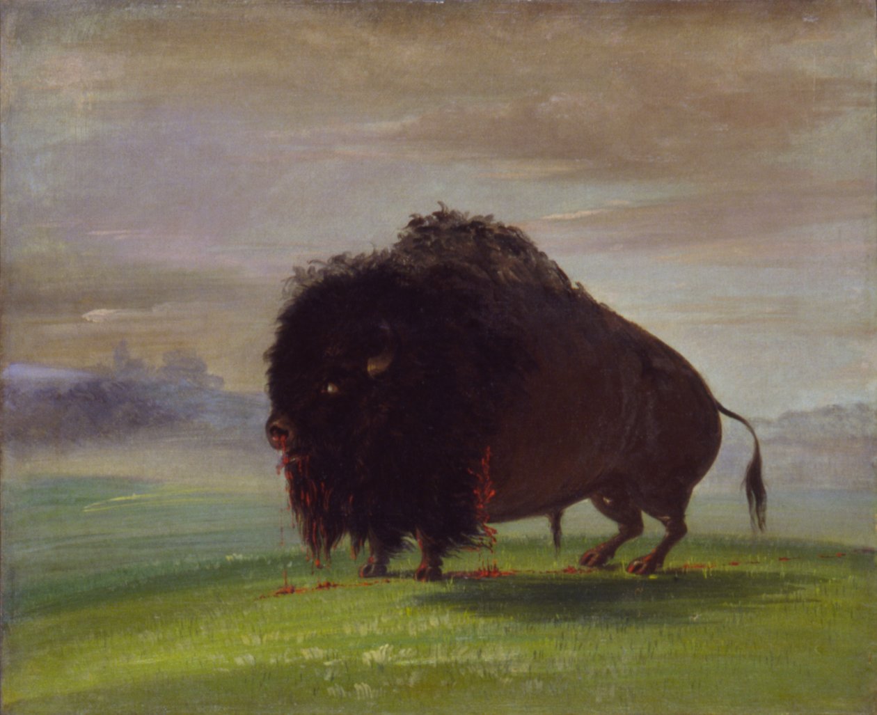 Sebesült bölény, aki vérét ontja a prérik felett alkotó: George Catlin