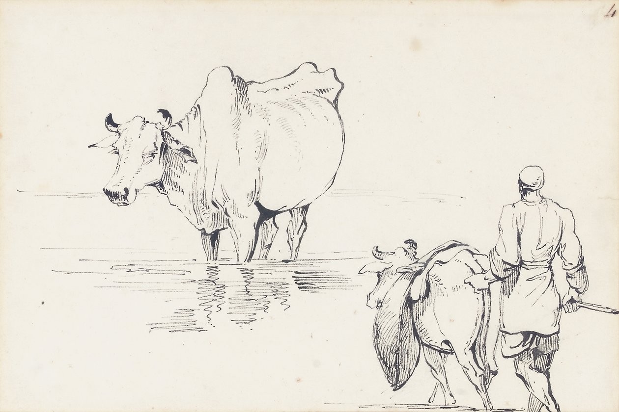 Indiai szarvasmarhák tanulmányozása (toll és tinta papíron) alkotó: George Chinnery