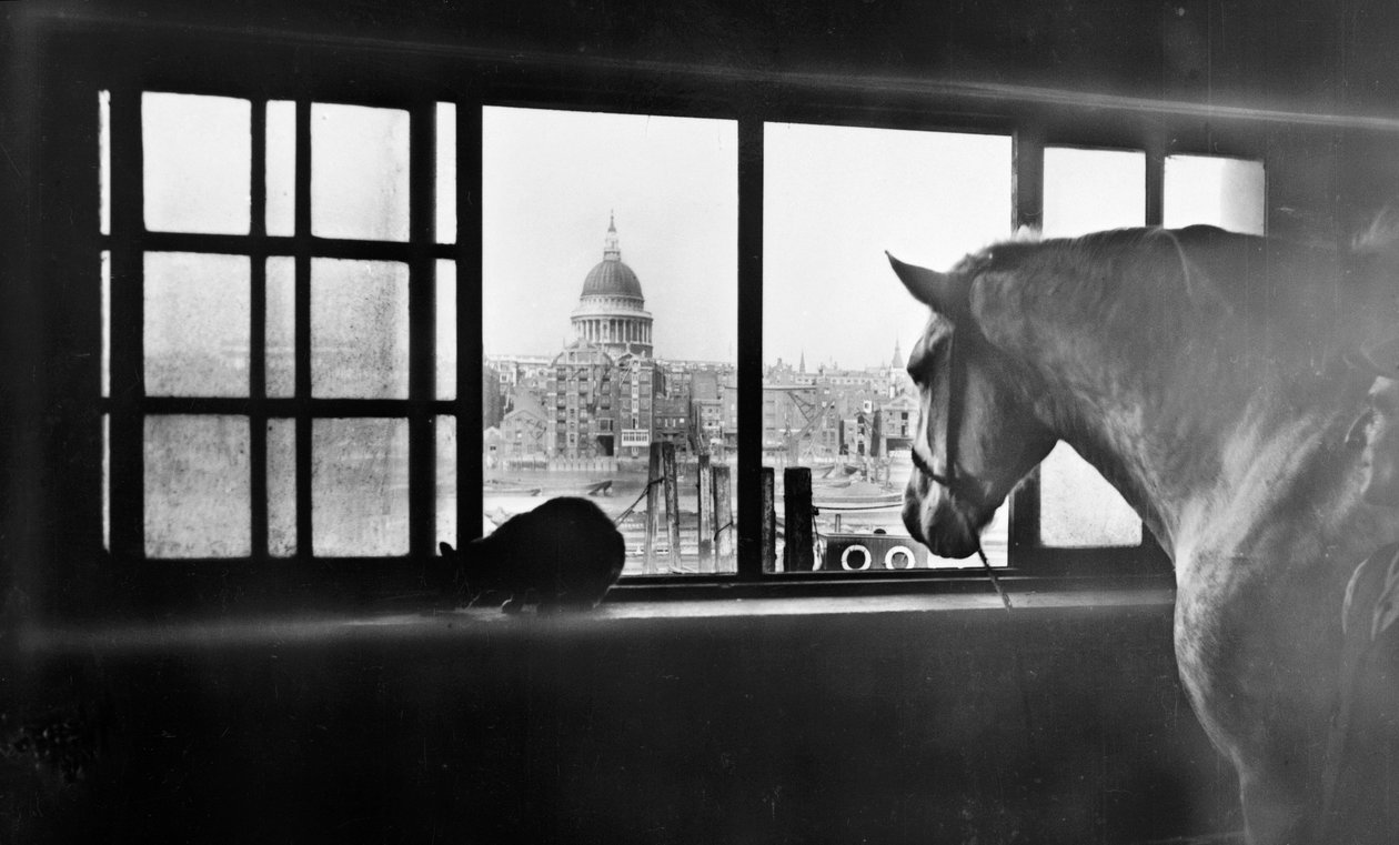 A Szent Pál-székesegyházra néző ló egy többszintes istállóból, London, 1920-as évek alkotó: George Davison Reid