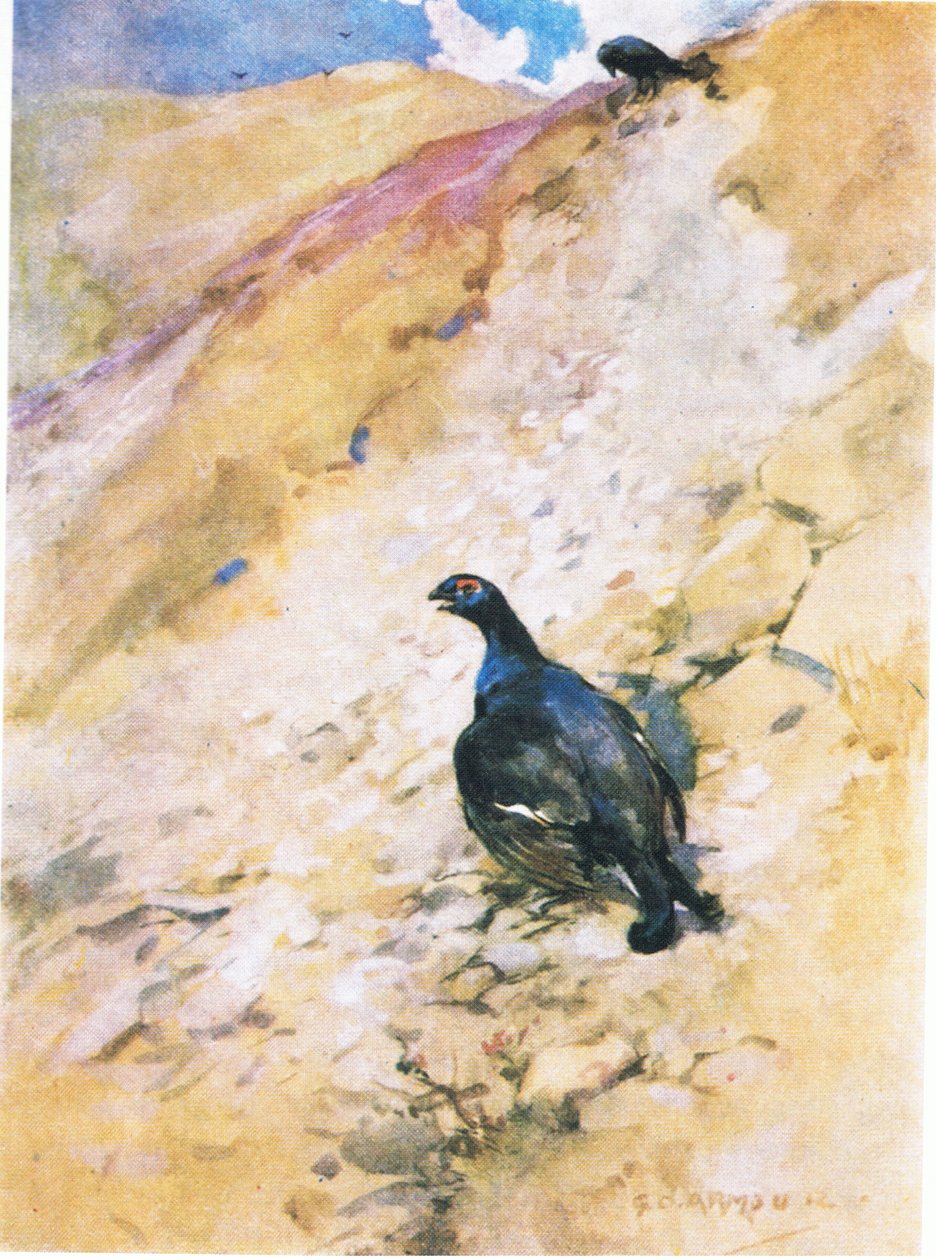 A Blackcock nagyon élvezte a fürdést, kibodorítja a tollait és csapkodta a szárnyait (színes litho) alkotó: George Denholm Armour