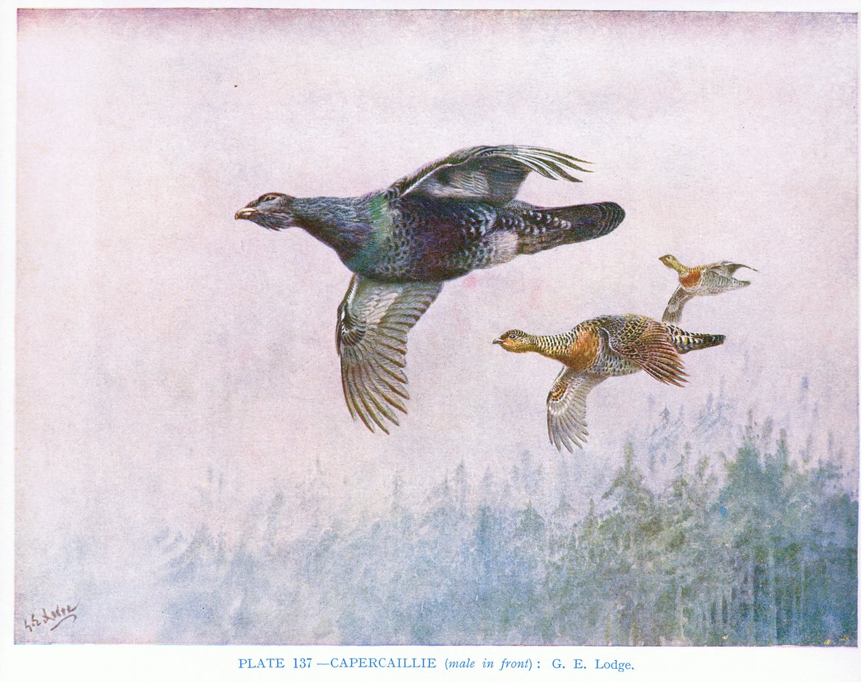 A fürj (elöl a hím), illusztráció Kirkman  Jourdain "British Birds" című művéből. alkotó: George Edward Lodge