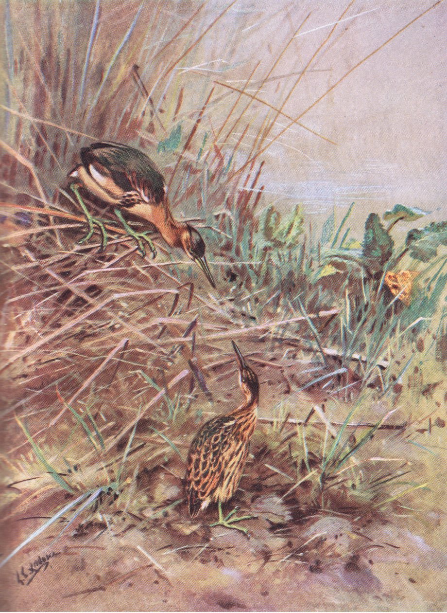  alkotó: George Edward Lodge