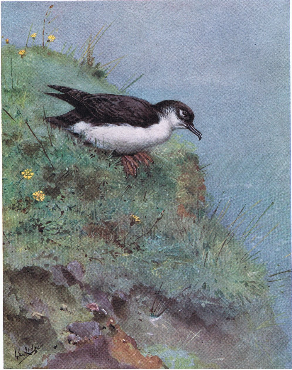  alkotó: George Edward Lodge