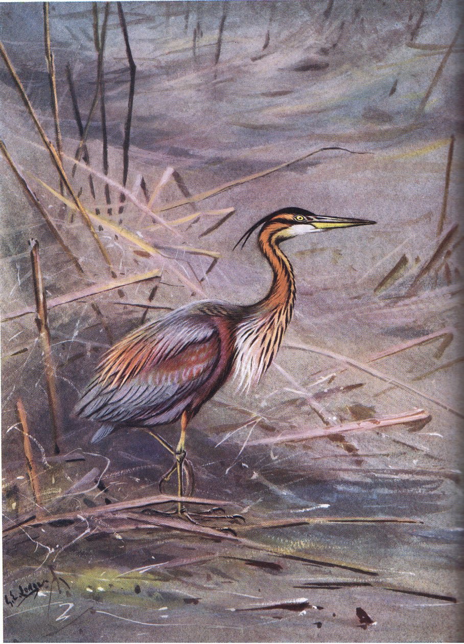  alkotó: George Edward Lodge