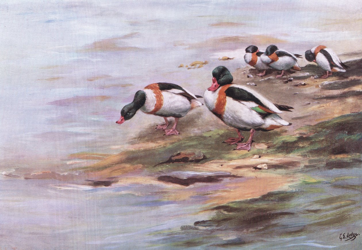 Sheld Ducks (litográfia) alkotó: George Edward Lodge