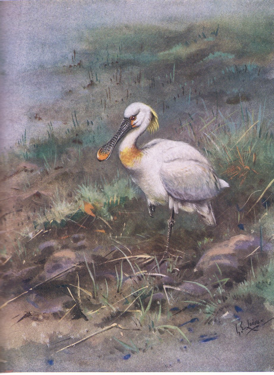  alkotó: George Edward Lodge