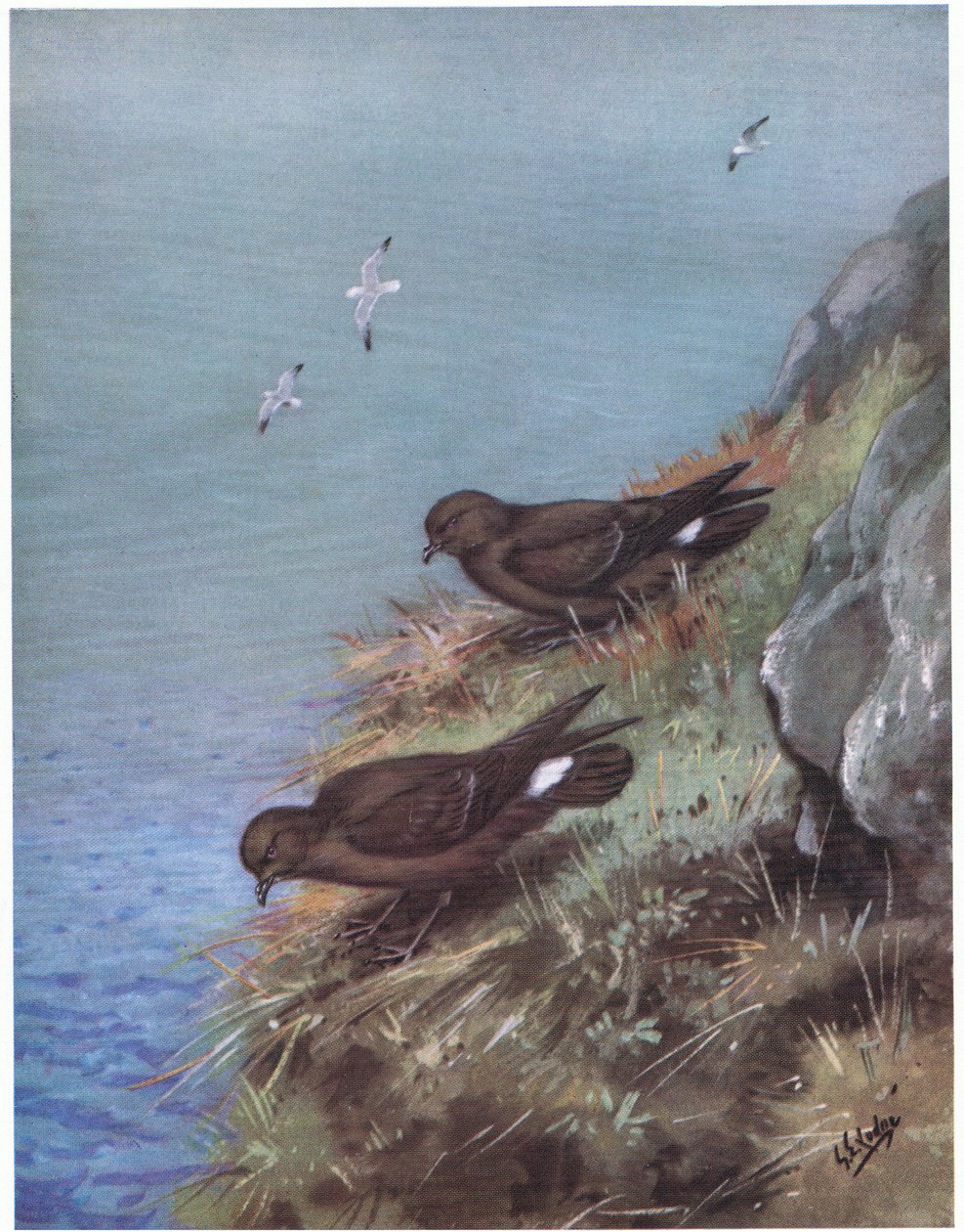 Viharmadár (litográfia) alkotó: George Edward Lodge