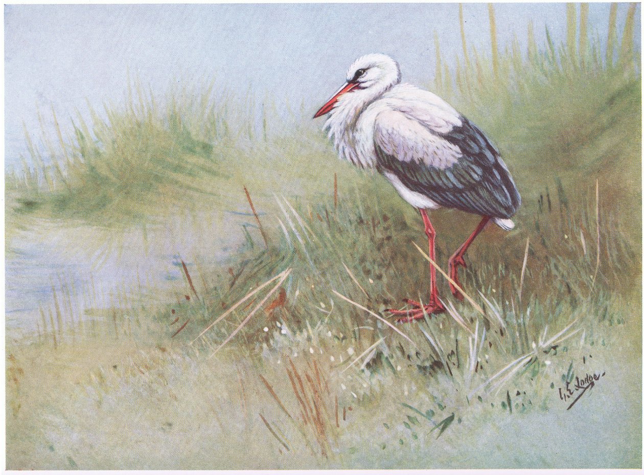 alkotó: George Edward Lodge