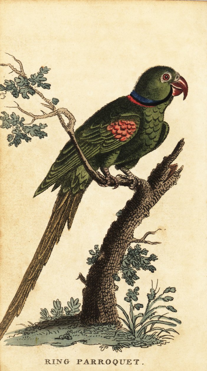 Alexandrina papagáj, Psittacula eupatria.,1800 (metszet) alkotó: George Edwards