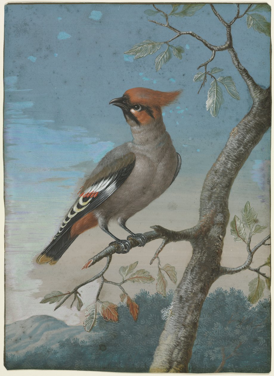 Madártanulás: Bohemian Waxwing alkotó: George Edwards