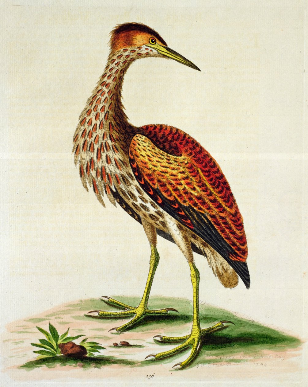Keserű a Hudson-öbölből, 1748 (kézzel színezett metszet) alkotó: George Edwards