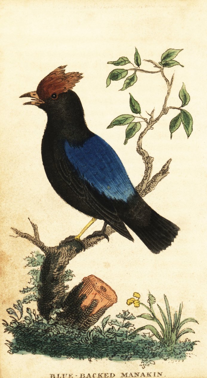 Kékhátú manakin, Chiroxiphia pareola., 1800 (metszet) alkotó: George Edwards