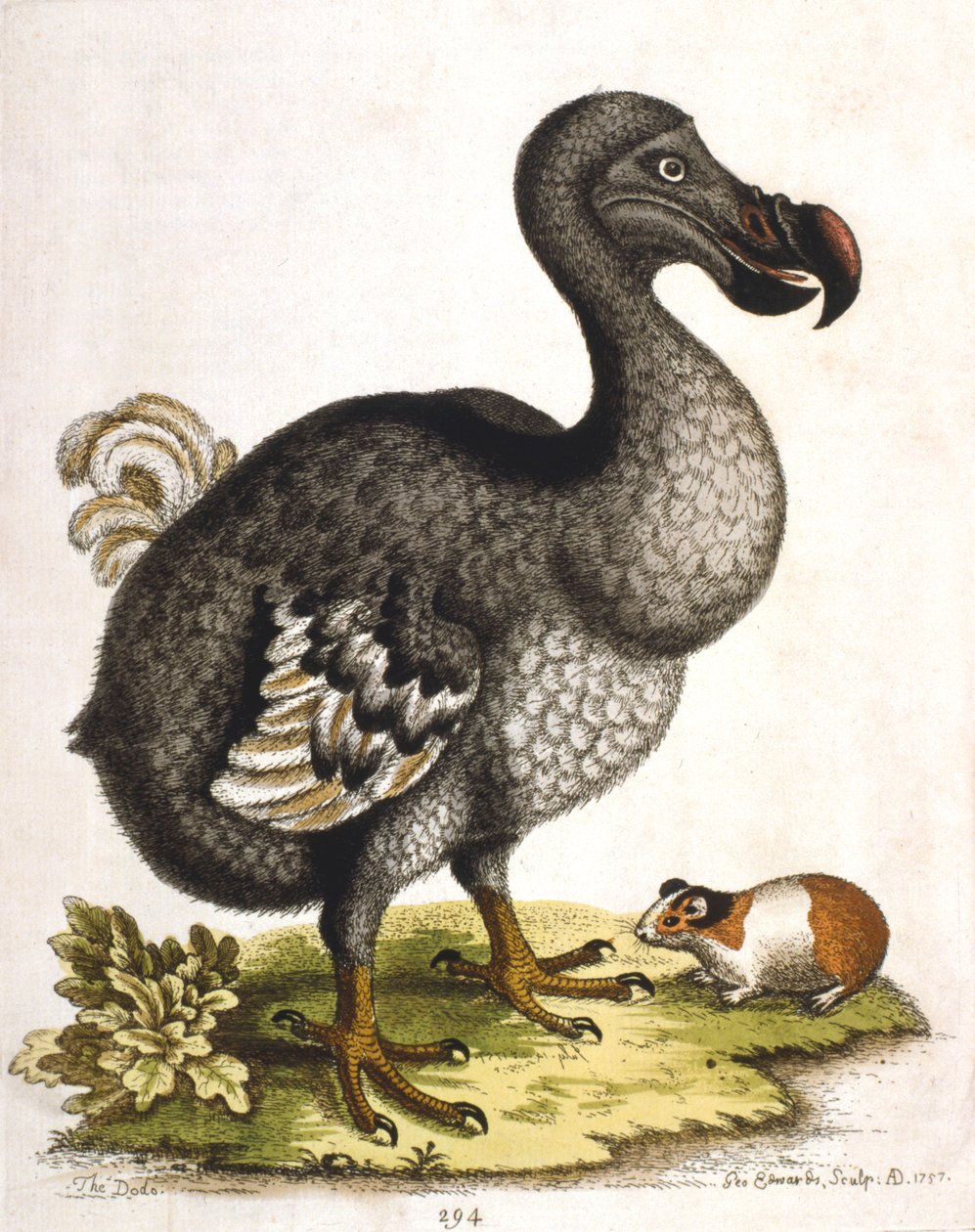 Dodo és tengerimalac, 1750 alkotó: George Edwards