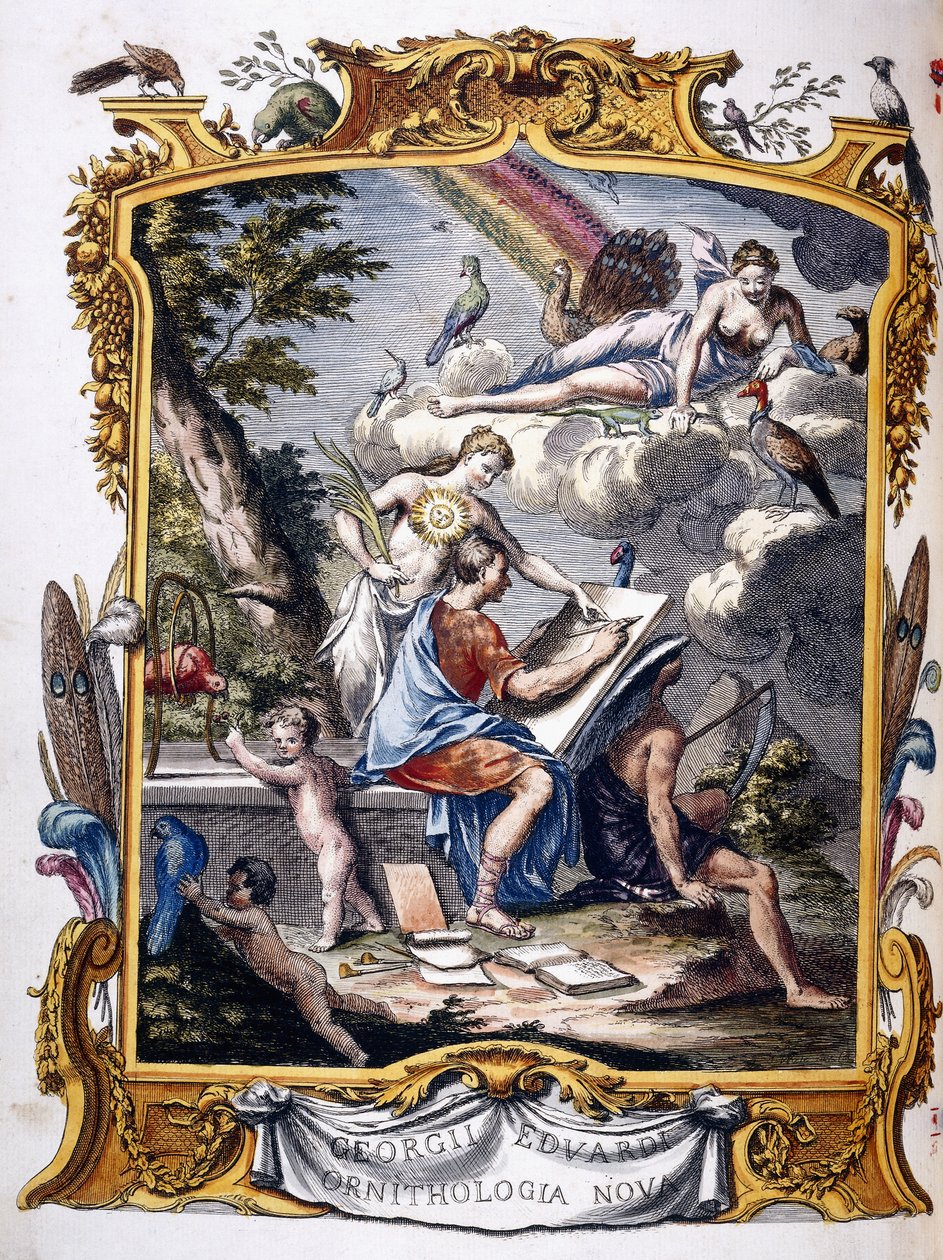 Elülső rész a "Nem gyakori madarak, valamint néhány más ritka és leírhatatlan állat természettörténete,..." című filmből, 1739-1751 alkotó: George Edwards