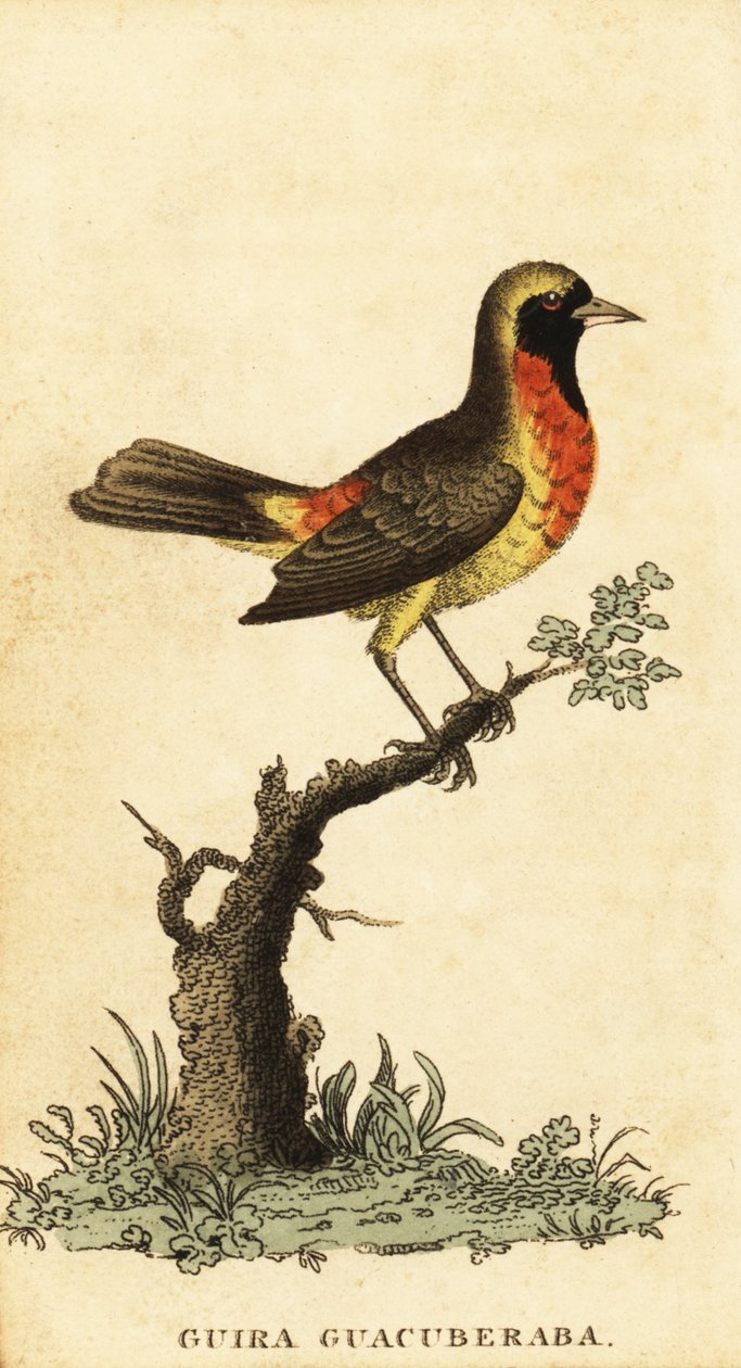 Gira tanager, Hemitraupis gira. ,1800 (metszet) alkotó: George Edwards