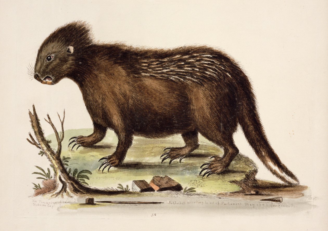Hudson Bay Porcupine, 1742 (wc papíron) alkotó: George Edwards