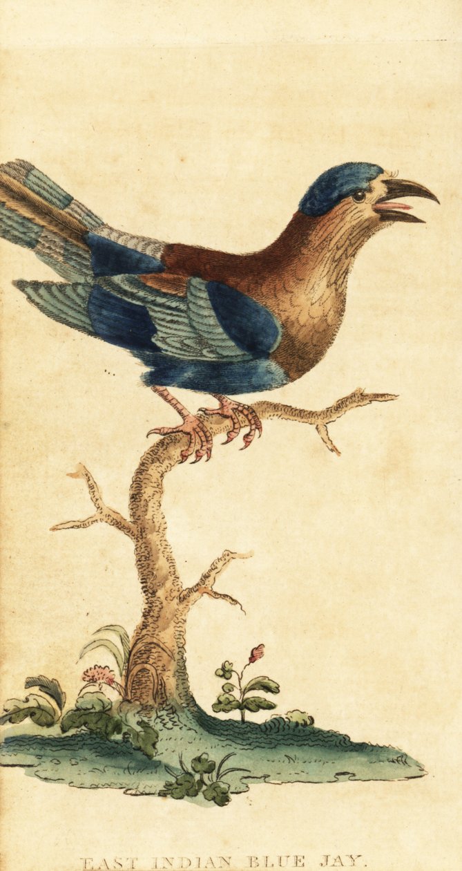 Indiai henger, Coracias benghalensis. ,1800 (metszet) alkotó: George Edwards