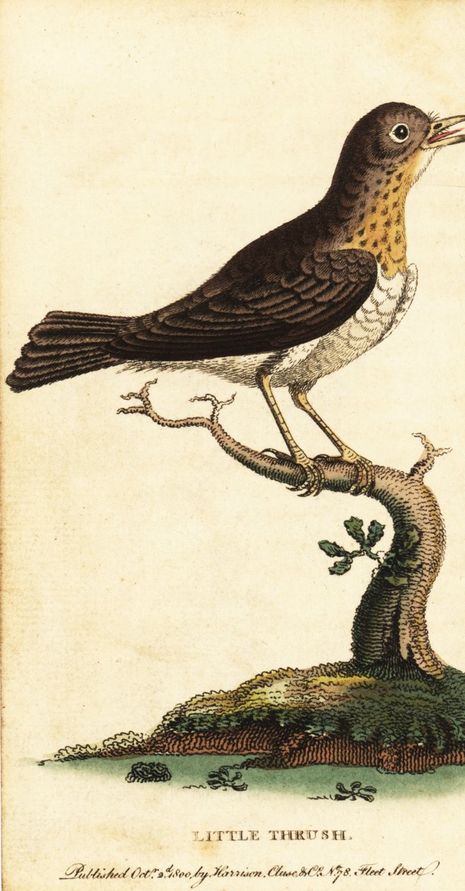Kis rigó, Turdus minor.,1800 (metszet) alkotó: George Edwards