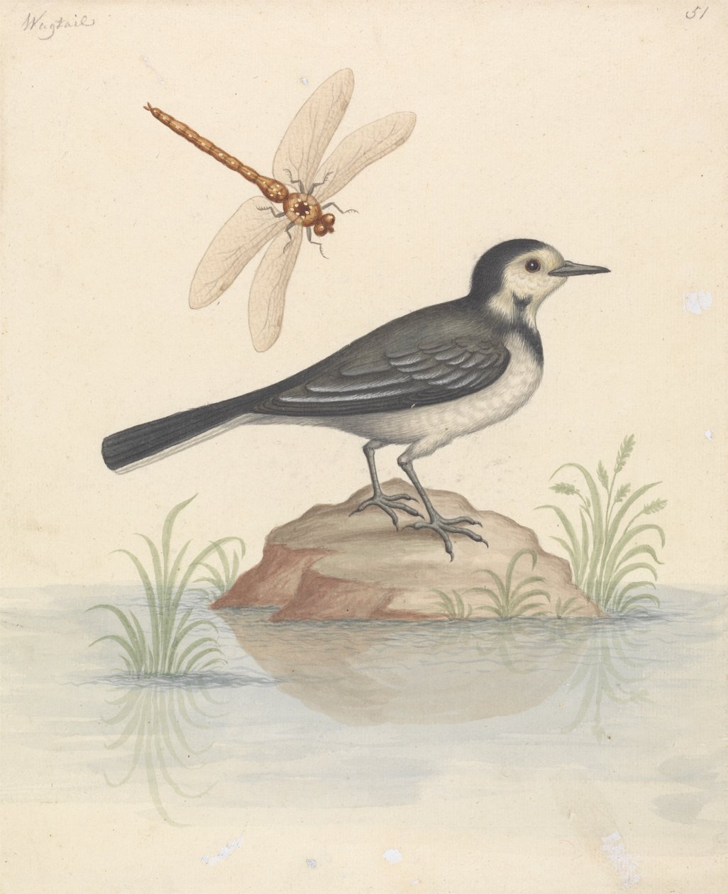 Pöttyös Wagtail és Dragonfly alkotó: George Edwards