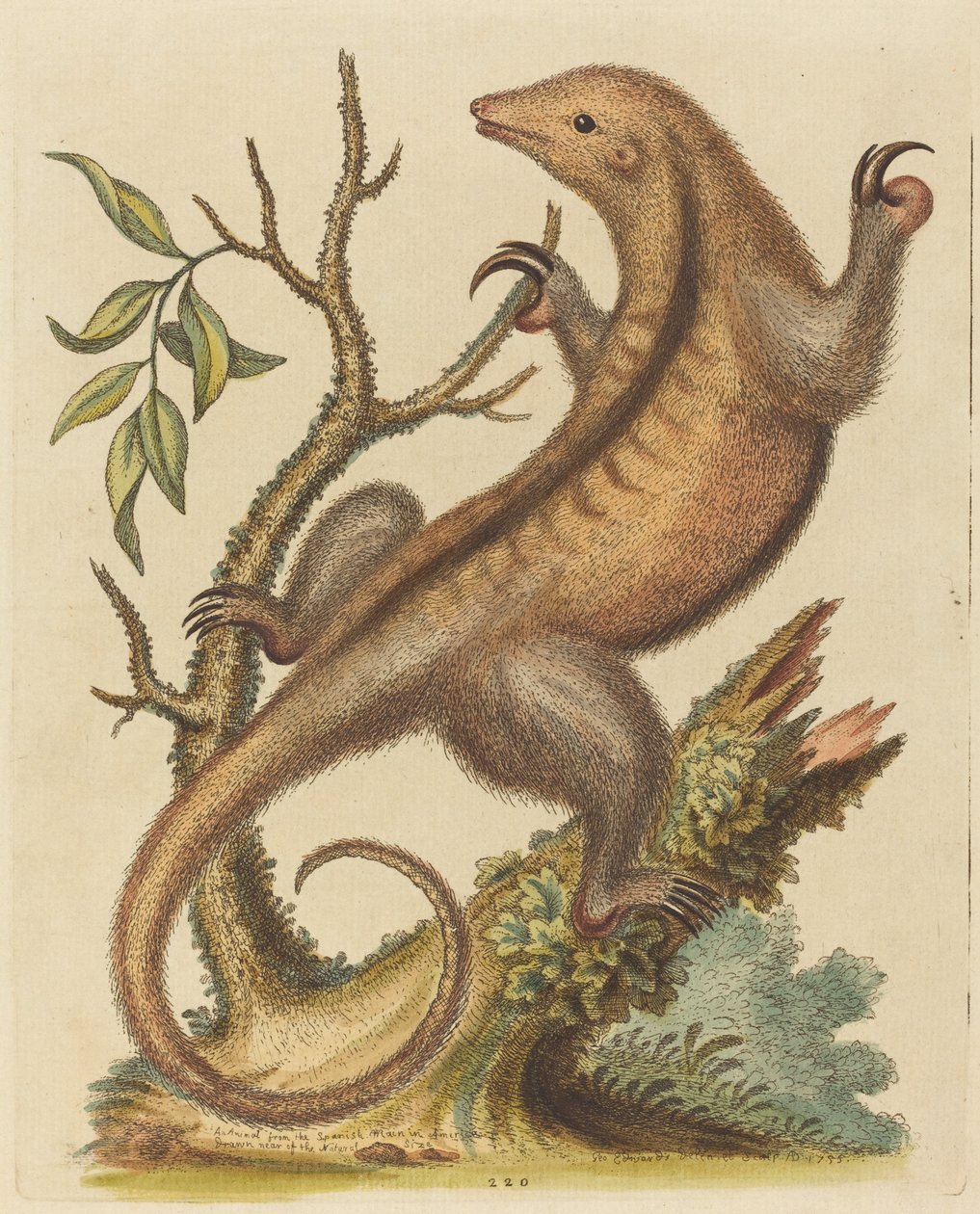 Pigmeus hangyász alkotó: George Edwards
