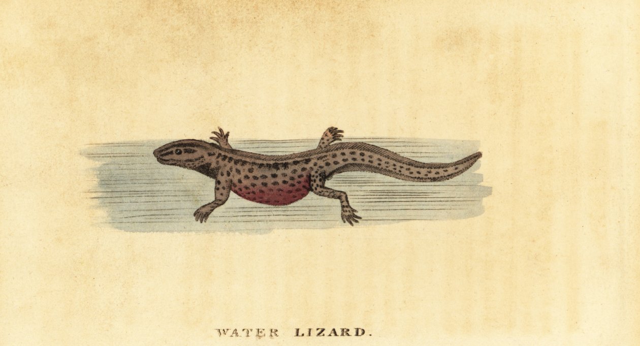 Sima gőte, Lissotriton vulgaris. ,1800 (metszet) alkotó: George Edwards