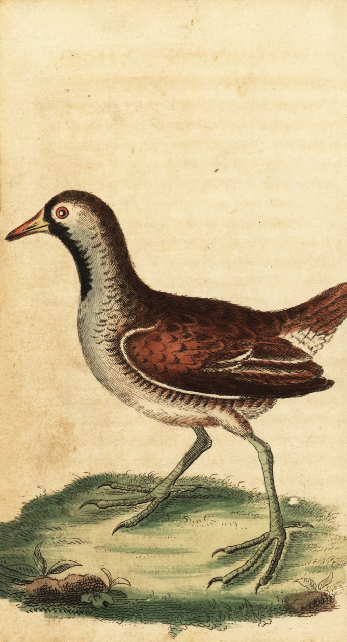 Sora, Porzana carolina. ,1800 (metszet) alkotó: George Edwards