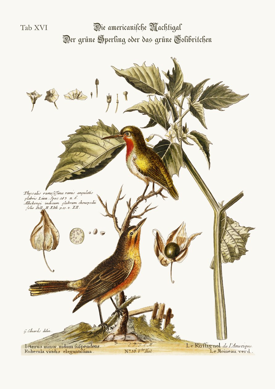 Az amerikai csalogány. A zöld veréb vagy zöld kolibri, 1749-73 alkotó: George Edwards