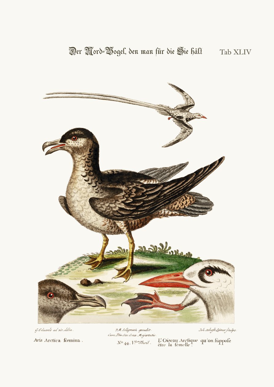 Az Arctic Bird, állítólag a Tyúk. A trópusi madár, 1749-73 alkotó: George Edwards