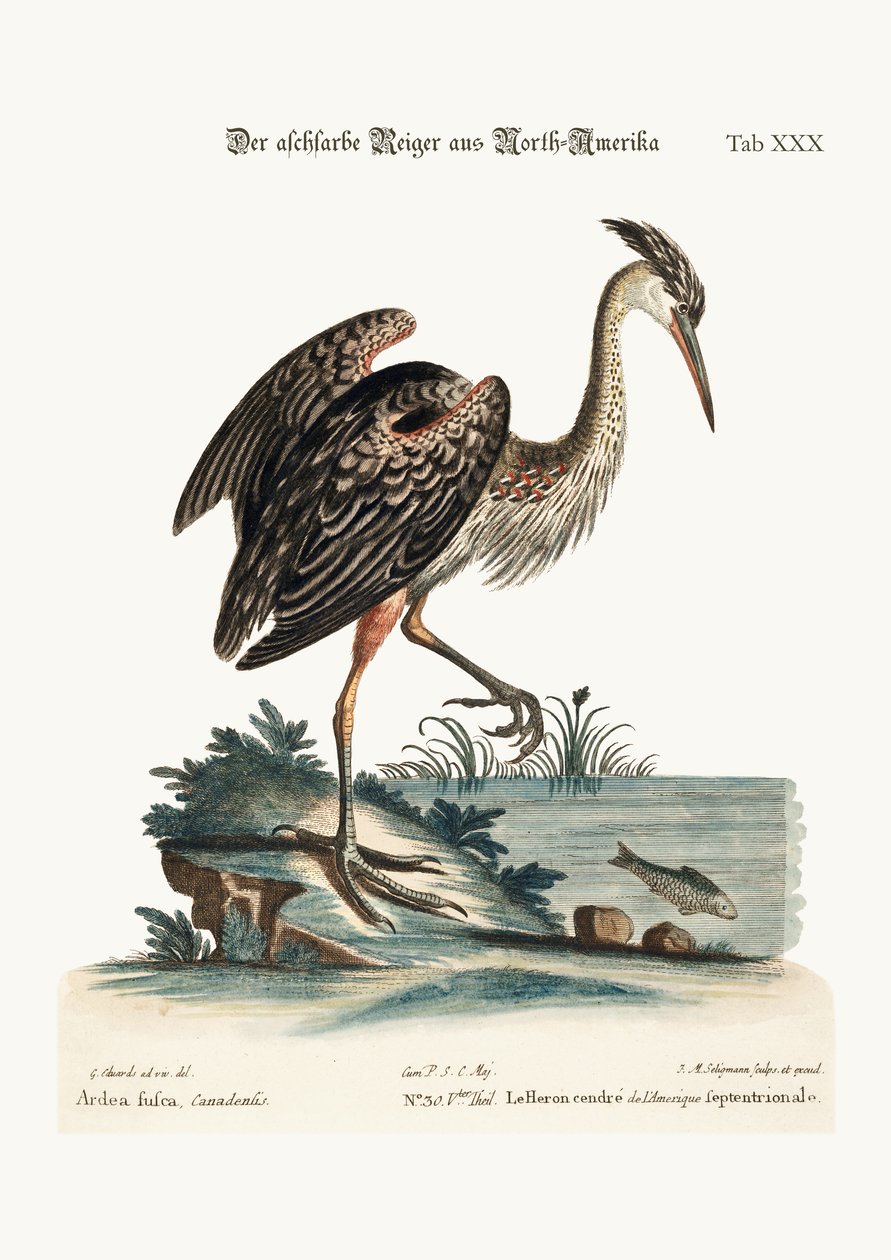 Hamuszínű gém Észak-Amerikából, 1749-73 alkotó: George Edwards