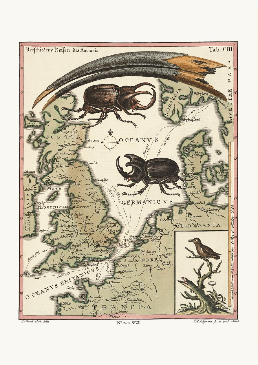 Az egyiptomi íbisz számlája és a legkisebb kolibri, 1749-73 alkotó: George Edwards