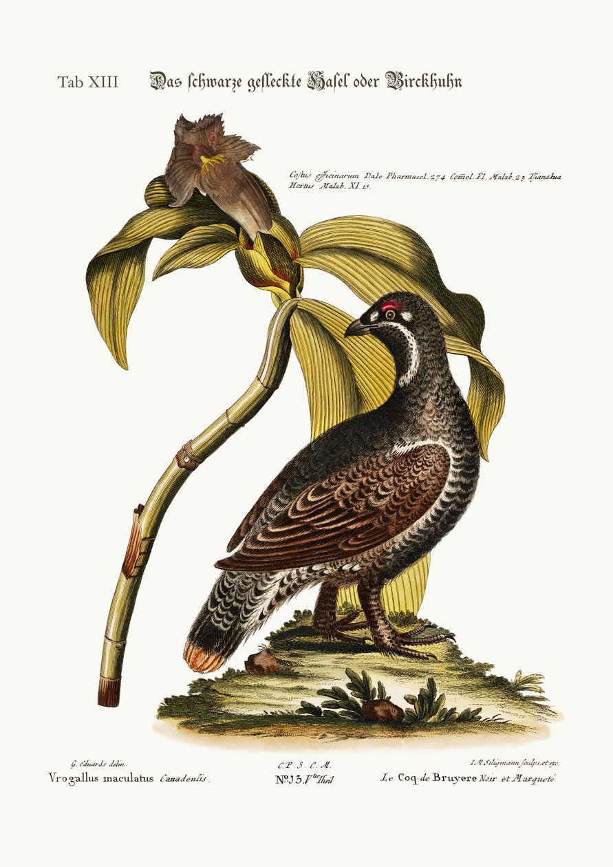 The Black and Spotted Heathcock, 1749-73 alkotó: George Edwards