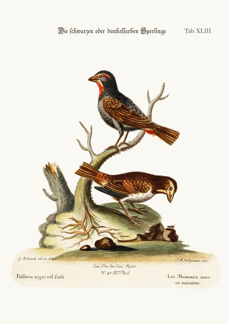 A fekete vagy sötét verebek, 1749-73 alkotó: George Edwards