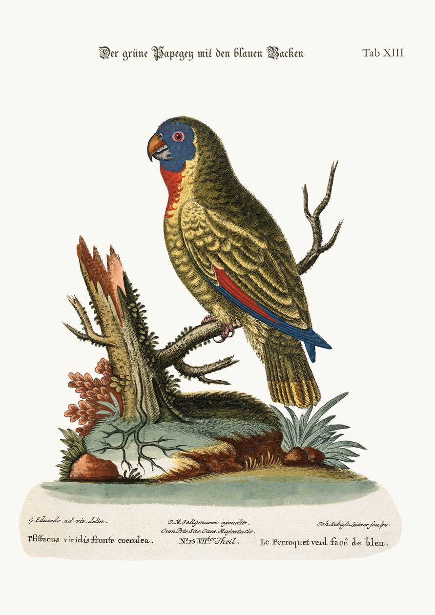 A kékarcú zöld papagáj, 1749-73 alkotó: George Edwards